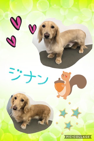トリミング(*°∀°)=