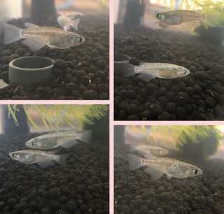 メダカ( * ॑˘ ॑* ) ⁾⁾