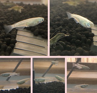 メダカ( * ॑˘ ॑* ) ⁾⁾