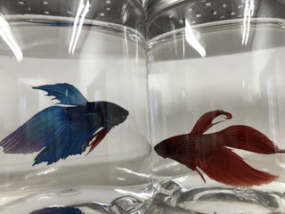 入荷情報ε( ε ˙³˙)з ○º 入荷情報ε( ε ˙³˙)з ○º