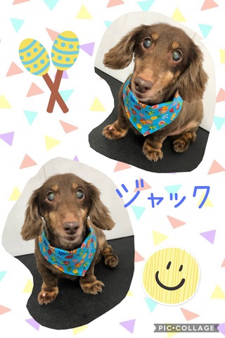 トリミング(*˘︶˘*) トリミング(*˘︶˘*)
