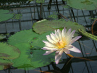 花ゆり