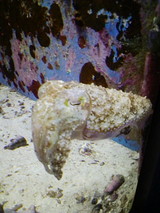 沖縄美ら海水族館