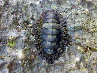 おい、カブトガニの仲間か？ 2008/07/30 10:57:18