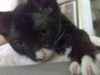 体調不良中 2008/07/31 12:36:42