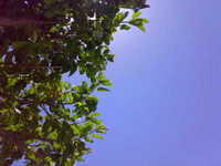 あちーぜ 2008/08/20 13:30:58