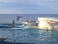無料でイルカショーが見れる！
