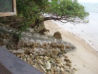 泳ぎたくなってきますな