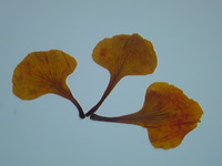 黄胡蝶の押し花
