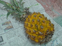 パインの季節です