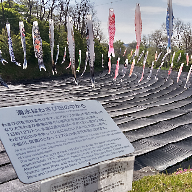 【ドライブ】安曇野 大王わさび農場(2025年4月版) 【ドライブ】安曇野 大王わさび農場(2025年4月版)