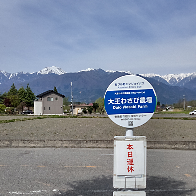 【ドライブ】安曇野 大王わさび農場(2025年4月版) 【ドライブ】安曇野 大王わさび農場(2025年4月版)
