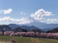 松田町 蜂花苑の足柄桜 松田町 蜂花苑の足柄桜