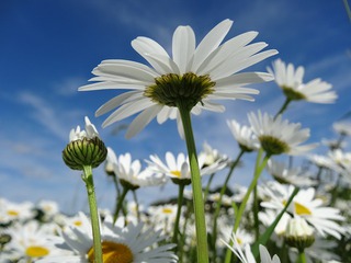 whiteflower