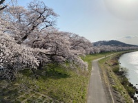 満開！故郷の一目千本桜