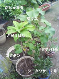 育ち盛り 2007/07/10 00:29:09