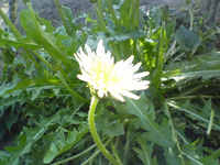 越冬完了 2007/04/15 21:37:03