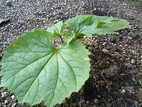 コンクール　一ヶ月前ですね 2007/05/07 23:44:33