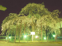 そろそろ桜が見ごろ 2007/03/28 23:46:00