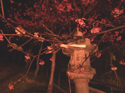 夜桜に会いに