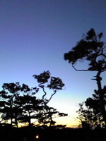 yucca