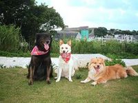 犬の里親募集中！ 2008/09/12 20:13:00