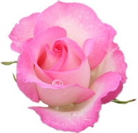 Mother ♡ Rose 2008/10/03 09:36:00