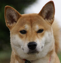 新築