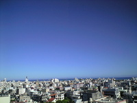 蝉〜! 2008/07/03 08:25:26