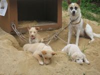 クーの毎日