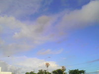 七夕です 2008/07/07 07:20:35