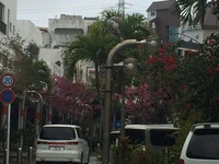 満開の桜 満開の桜