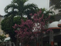 満開の桜 満開の桜
