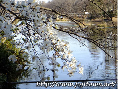 井の頭公園の桜情報~!