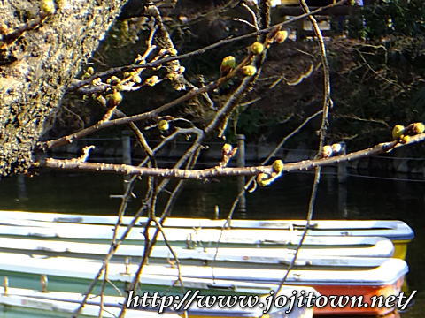 井の頭公園の桜情報~!
