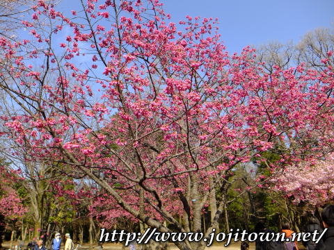 今日は井の頭公園西園でお花見～♪