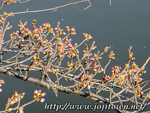 今日は井の頭公園西園でお花見～♪