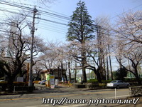 桜、だいぶ咲きましたネ！