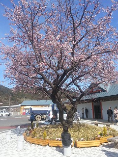 お伊勢参り 熊野古道・那智の滝