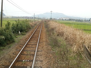 白木蓮