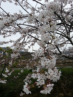 しいたけ