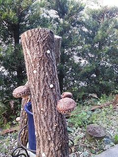しいたけ
