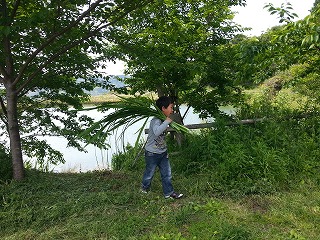 ロビニア・カスケルージュと菖蒲