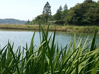 ロビニア・カスケルージュと菖蒲