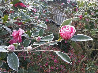 孫くんとの約束 孫くんとの約束