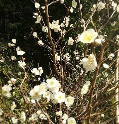 盲腸がん手術前 仕事に明け暮れる日々 盲腸がん手術前 仕事に明け暮れる日々
