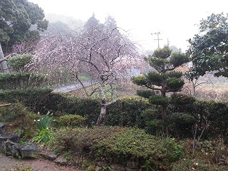 剪定
