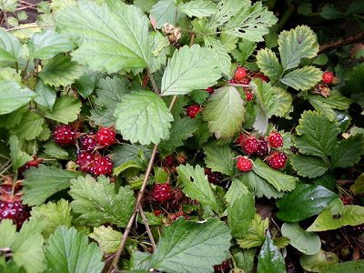 木いちごのゼリー 木いちごのゼリー