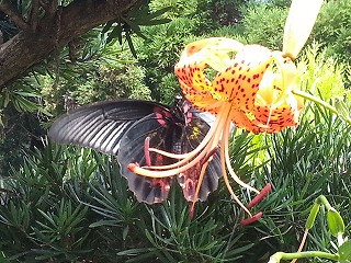 たぬきのおんがえし たぬきのおんがえし