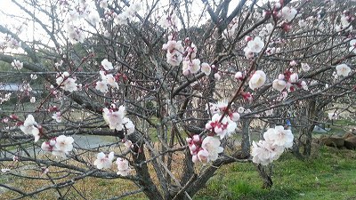 「盲腸がん(大腸がん)」宣告 「盲腸がん(大腸がん)」宣告